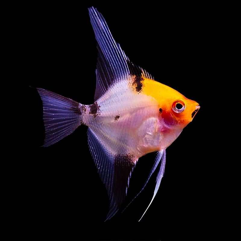 Скалария Red Devil - Pterophyllum scalare