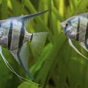 Скалария Рио Нанай - Pterophyllum scalare