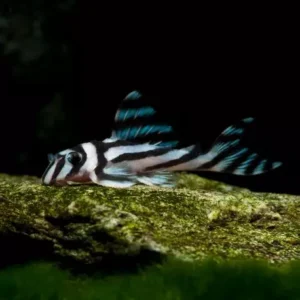 Хипанциструс L046 - Hypancistrus zebra