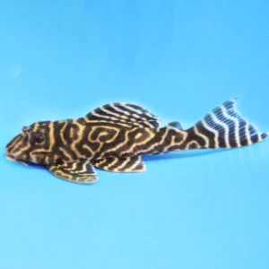 Хипанциструс L333 - King Tiger Pleco