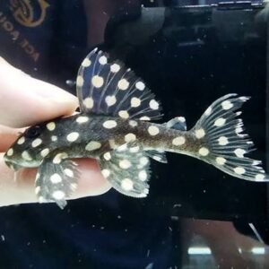 Хипанциструс L471 - Dwarf Snowball Pleco