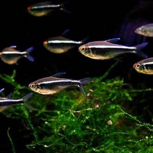 Черен Неон - Hyphessobrycon herbertaxelrodi