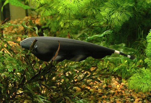 Черен Нож - Black ghost knifefish