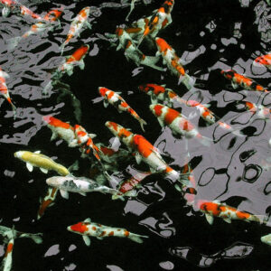 Шаран Кои - Cyprinus carpio