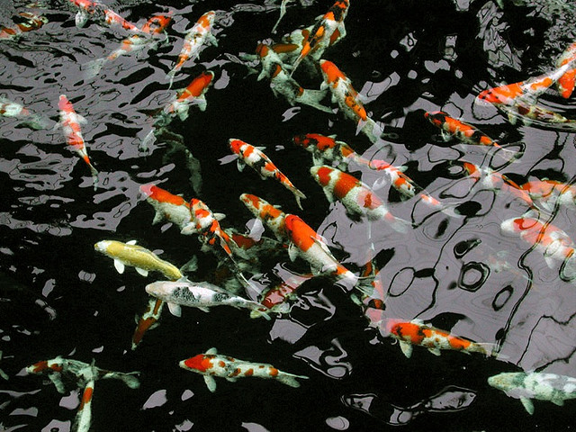 Шаран Кои - Cyprinus carpio