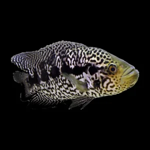 Ягуар 8см - Parachromis managuensis