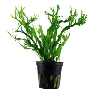 Microsorum Windelov