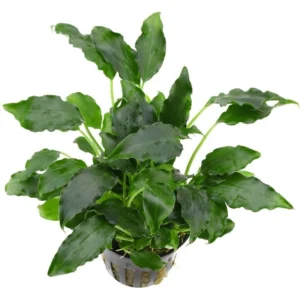 Schismatoglottis Prietoi